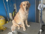Le Caniche Royal