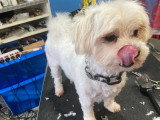 Le Caniche Royal