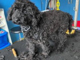 Le Caniche Royal