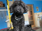 Le Caniche Royal
