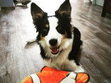 Pim'Pets