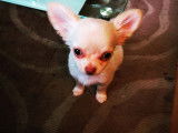 Pim'Pets