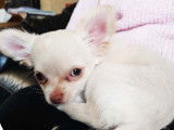 Pim'Pets