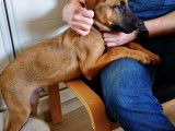 Pim'Pets