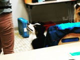 Pim'Pets