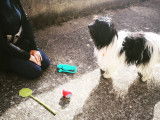 Pim'Pets