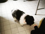 Pim'Pets