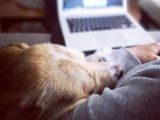 Pim'Pets