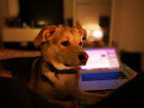 Pim'Pets
