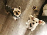Pim'Pets
