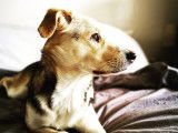 Pim'Pets