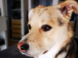 Pim'Pets