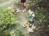 Pim'Pets