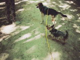 Pim'Pets