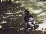 Pim'Pets