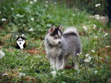 Royal pomsky Sushi femelle F3 issue de notre sélection