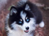 Royal Pomsky Luna femelle miniature F3 de lignée Russe