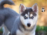 Royal pomsky Shane, femelle F3 blanche et bleue lignée Américaine