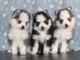 chiots Pomsky de l'élevage royal pomsky