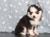 femelle pomsky ton élevage royal Pomsky
