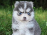 chiot femelle pomsky ton bleue de l'élevage royal pomsky