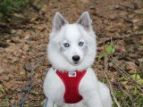 freya femelle pomsky de couleur silver Wolf aux yeux bleus