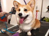 Lovely Dog