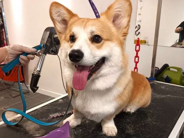 Lovely Dog