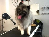 Lovely Dog