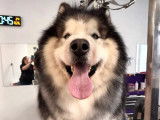 Lovely Dog