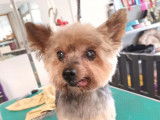 Lovely Dog