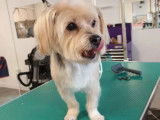 Lovely Dog
