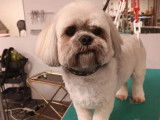 Lovely Dog
