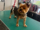 Lovely Dog