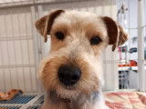Lovely Dog