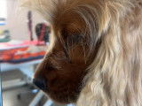 Lovely Dog