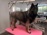 Lovely Dog