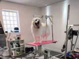 Lovely Dog