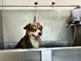 Lovely Dog
