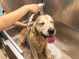 Lovely Dog