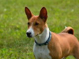 Basenji Club Of Canada