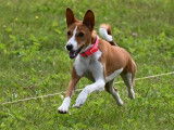 Basenji Club Of Canada