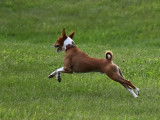 Basenji Club Of Canada