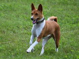 Basenji Club Of Canada