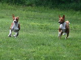 Basenji Club Of Canada
