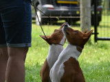 Basenji Club Of Canada