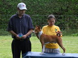 Basenji Club Of Canada