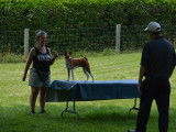 Basenji Club Of Canada