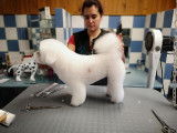 Bulles dogs toilettage