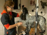 Bulles dogs toilettage